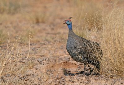 Helmeted guineafowl / Helmparelhoen