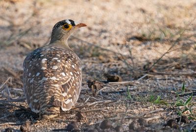 Double-banded sandgrouse / Dubbelbandzandhoen