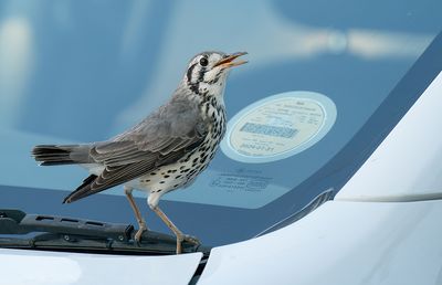 Groundscraper thrush / Acacialijster