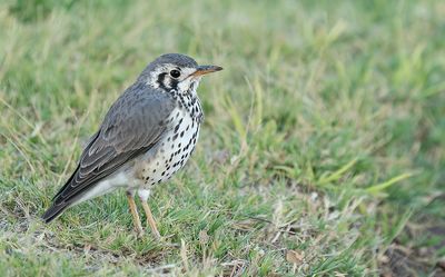 Groundscraper thrush / Acacialijster
