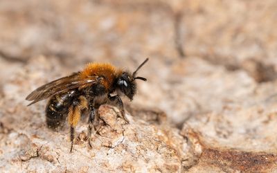 Andrena bicolor / Tweekleurige zandbij