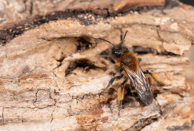 Andrena bicolor / Tweekleurige zandbij