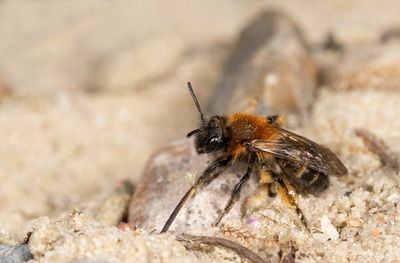 Andrena bicolor / Tweekleurige zandbij