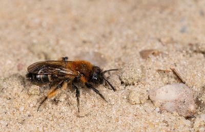 Andrena bicolor / Tweekleurige zandbij
