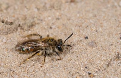 Andrena ventralis / Roodbuikje