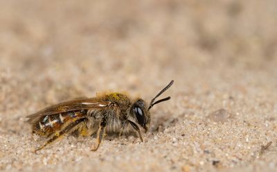 Andrena ventralis / Roodbuikje
