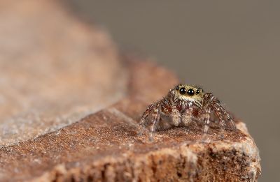 Dendryphantes rudis / Glanzende dennenspringer