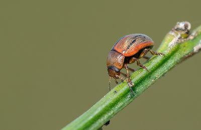Gonioctena olivacea / Bremhaantje