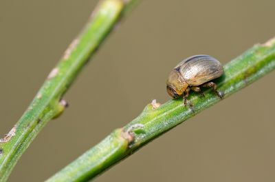 Gonioctena olivacea / Bremhaantje