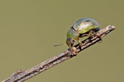 Gonioctena olivacea / Bremhaantje