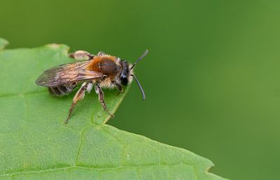 Andrena helvola / Valse rozenzandbij