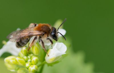 Andrena helvola / Valse rozenzandbij