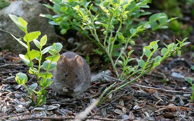 Bank vole / Rosse woelmuis