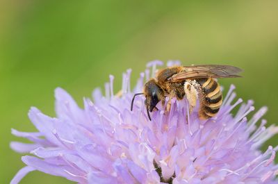 Great Banded Furrow-bee / Breedbandgroefbij