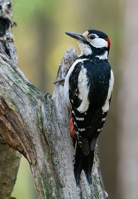 Great-spotted woodpecker / Grote bonte specht