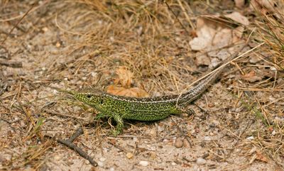 Zandhagedis / Sand Lizard