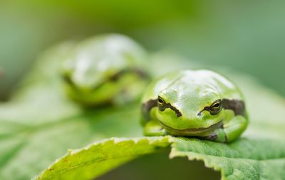 Common tree frog / Boomkikker 