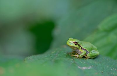 Common tree frog / Boomkikker 