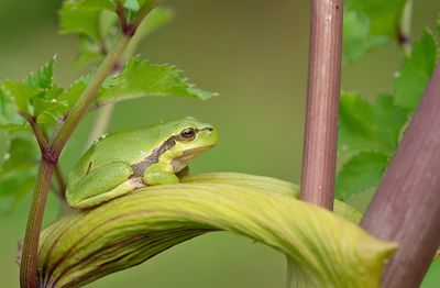Common tree frog / Boomkikker 
