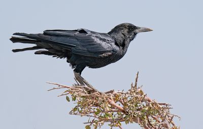 Cape crow / Kaapse roek
