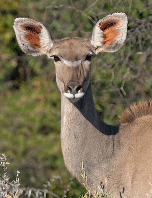 Greater kudu / Grote koedoe