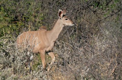 Greater kudu / Grote koedoe
