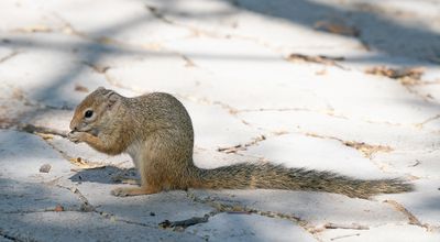 Paraxerus cepapi / Smith's bush squirrel