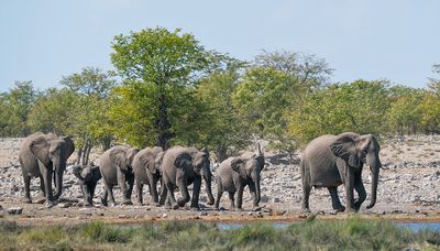 African savanna elephant / Savanneolifant