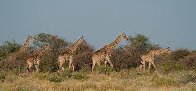 Angolan giraffe / Angolagiraffe