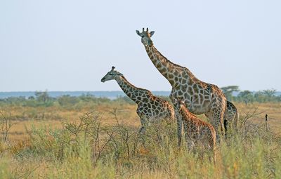 Angolan giraffe / Angolagiraffe