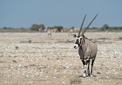 South African oryx / Gemsbok