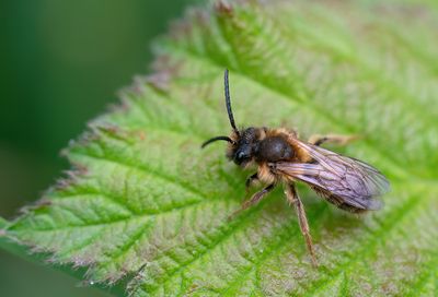 Andrena tibialis / Grijze rimpelrug