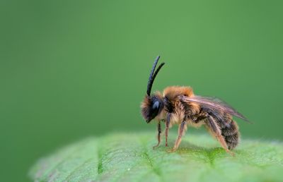 Andrena tibialis / Grijze rimpelrug