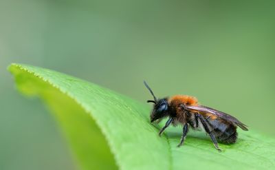 Andrena varians / Variabele zandbij