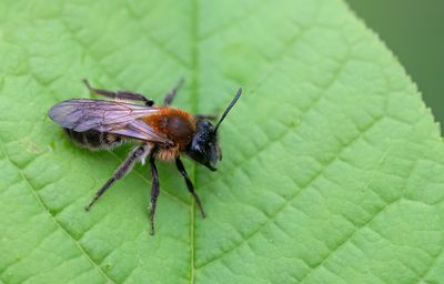 Andrena varians / Variabele zandbij