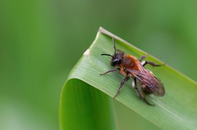 Andrena varians / Variabele zandbij