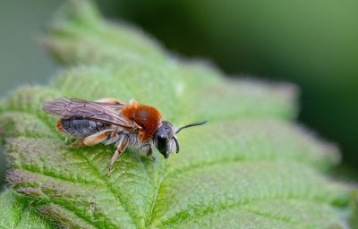 Early Mining Bee / Roodgatje