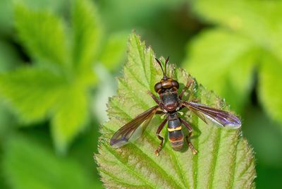 Conops vesicularis / Hoornaarblaaskop