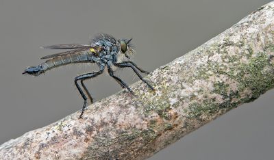 Dysmachus picipes / Slanke borstelroofvlieg