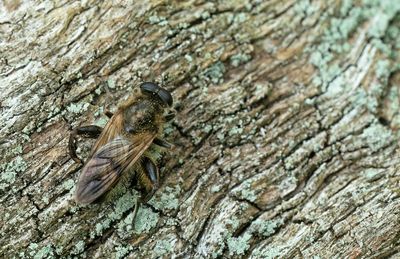 Brachypalpus laphriformis / Gevlekte molmzweefvlieg