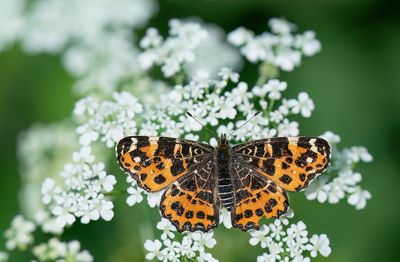 Map butterfly / Landkaartje
