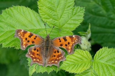 Comma butterfly / Gehakkelde Aurelia