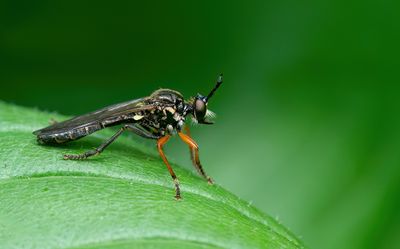 Common Red-legged Robberfly / Knobbelbladjager