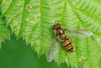 Marmalade Hoverfly / Snorzweefvlieg