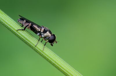 Thick-legged Hoverfly / Menuetzweefvlieg