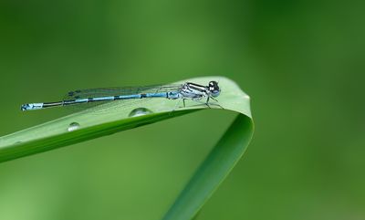 Azure Damselfly / Azuurwaterjuffer