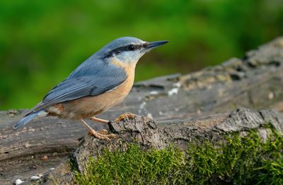 Nuthatch / Boomklever