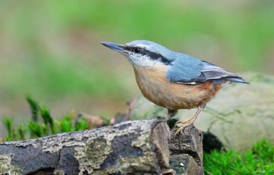 Nuthatch / Boomklever