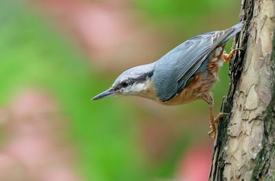 Nuthatch / Boomklever