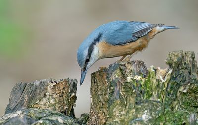 Nuthatch / Boomklever